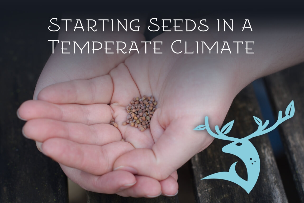 11 Essential Steps When Starting Seeds Indoors