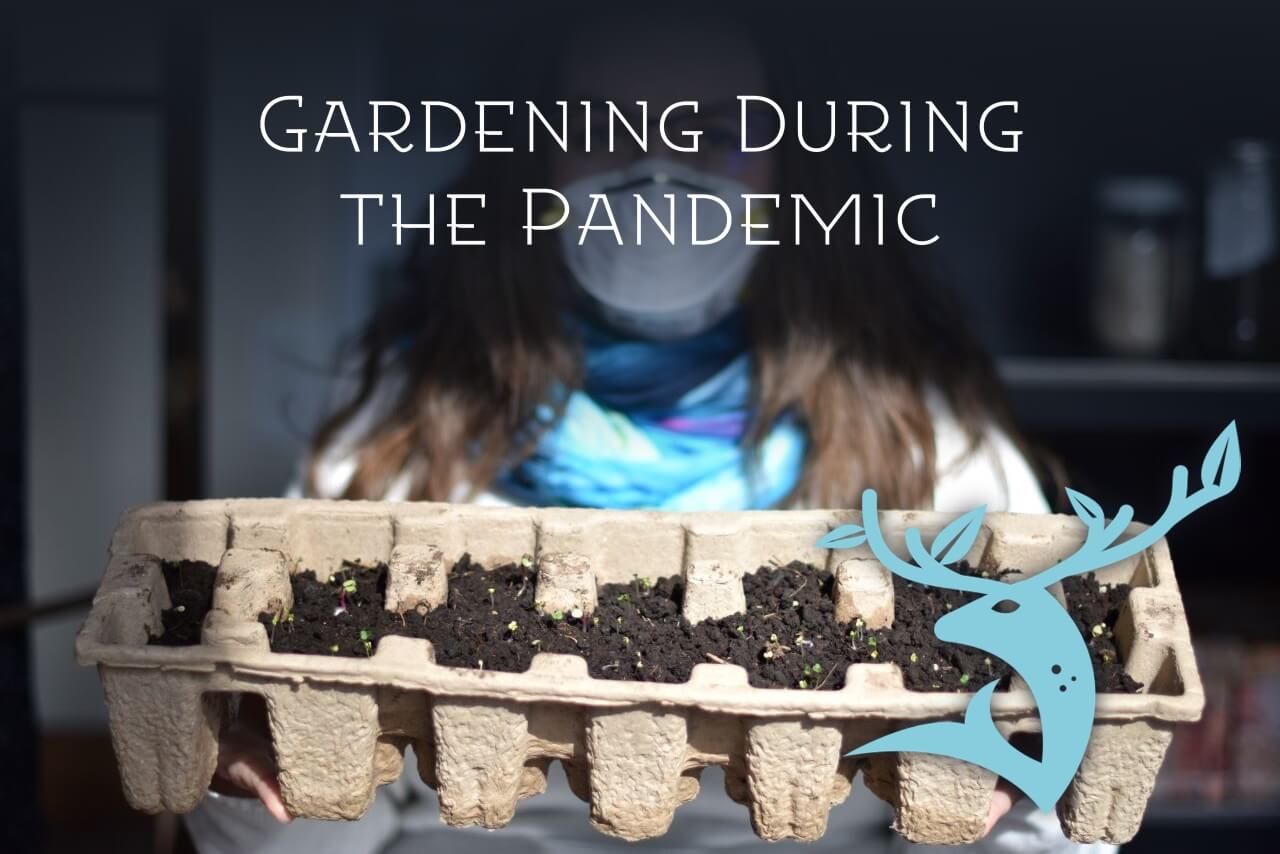 Starting a Garden From Quarantine