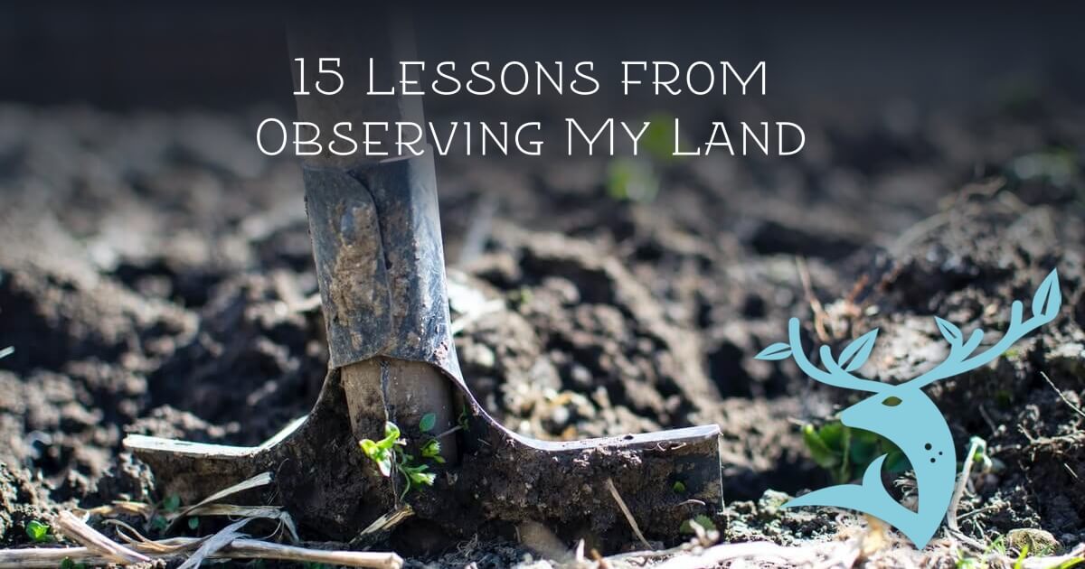 15 Things I Learned Through Practicing the Permaculture Principle of Observation for One Month