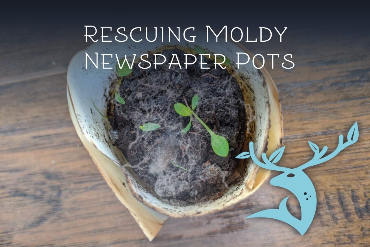A paper pot contains very young seedlings and, on top of the soil, a patch of fuzzy white mold.