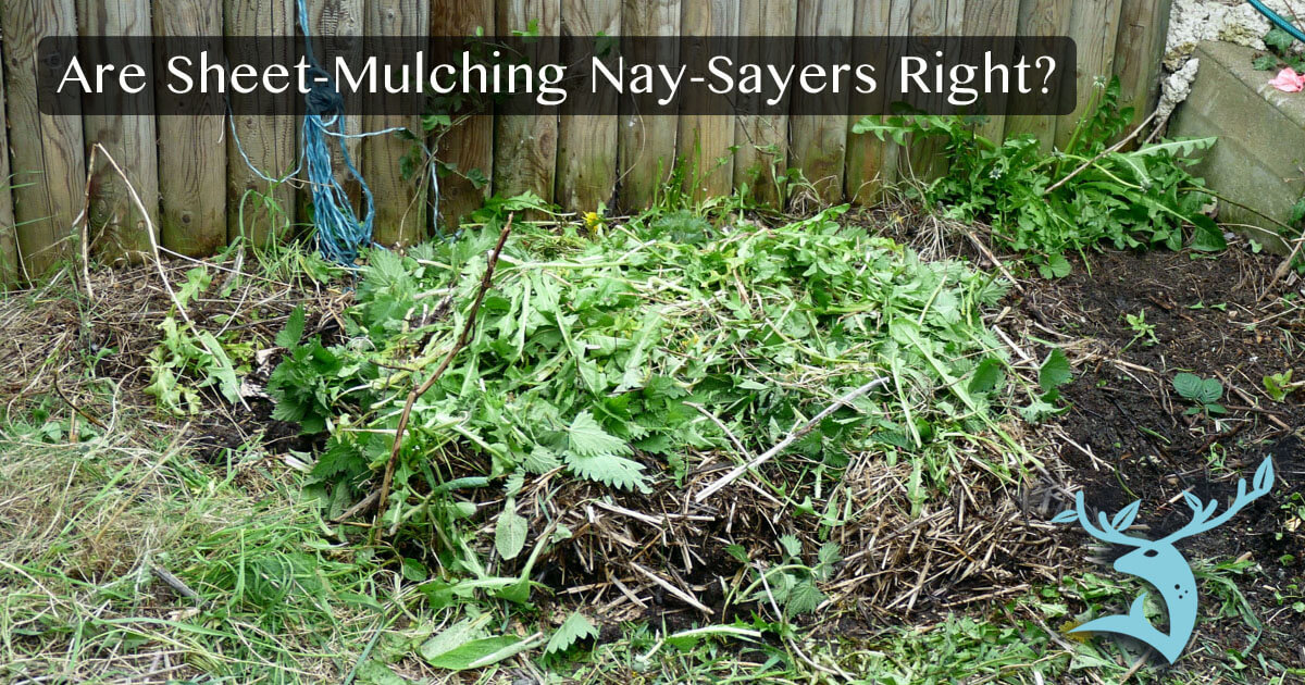 The words "Are Sheet-Mulching Nay-Sayers Right?" superimposed upon layers of leafy mulch in a back yard garden