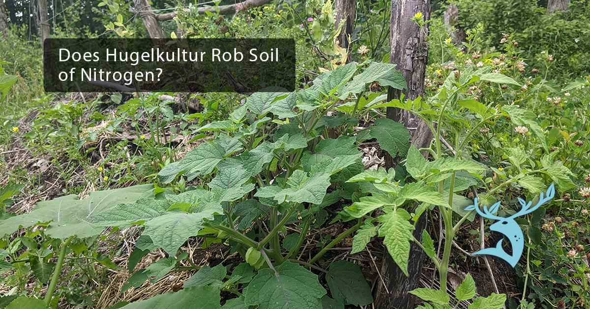 The title Does Hugelkultur Rob Soil of Nitrogen? and the logo for Earth Undaunted are superimposed on top of a photograph of a hugelbeet on which tomatoes and ground cherries are growing.