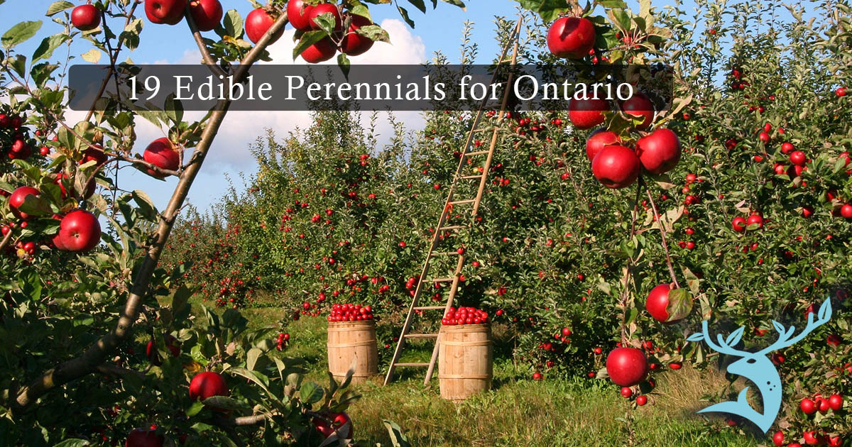 A background image of an orchard full of ripe red apples is overlaid with the text "19 Edible Perennials for Ontario" and the Earth Undaunted logo