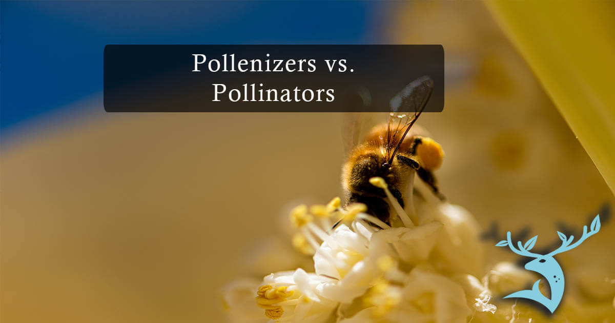 Pollenizers: No, they’re not pollinators; yes, you probably need them